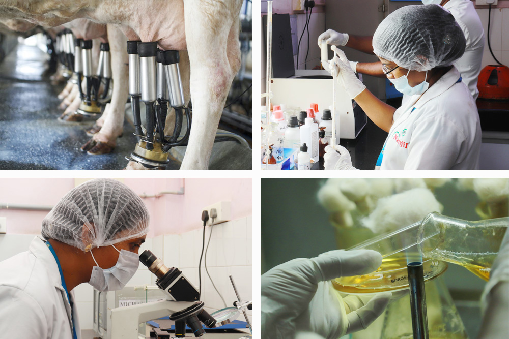 Milk Processing Plant